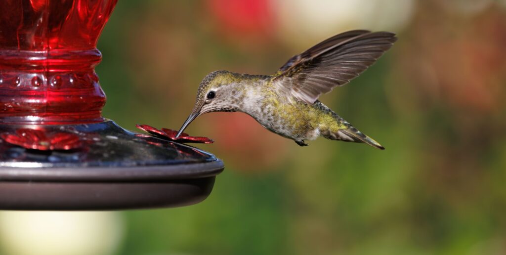 Hummingbird Don’t Fly Away